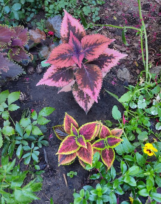 Цветы прекрасные Колеусы