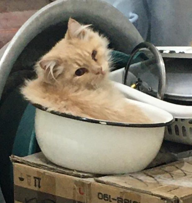 Пропал наш член семьи.