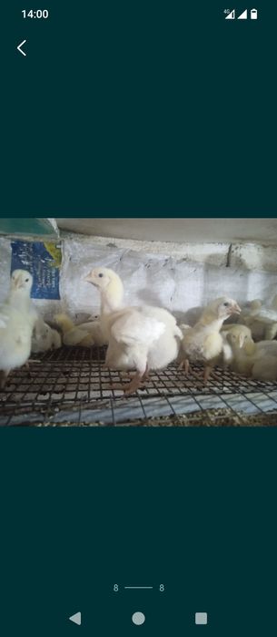 Цыплята бройлер КОББ500