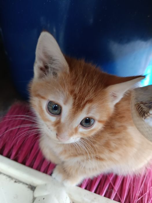 Pisici spre adopție