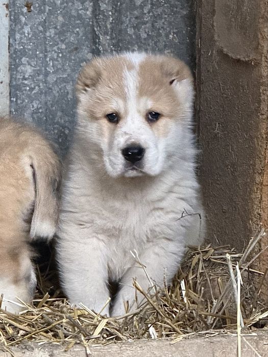 Щенки алабайчики