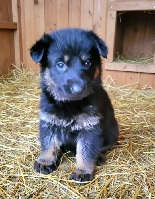 Ciobanesc german linie veche