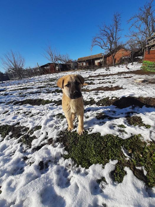 Куче Кангал женско