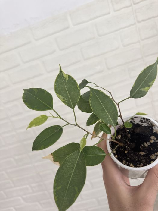 Алоказии Регал шилдс