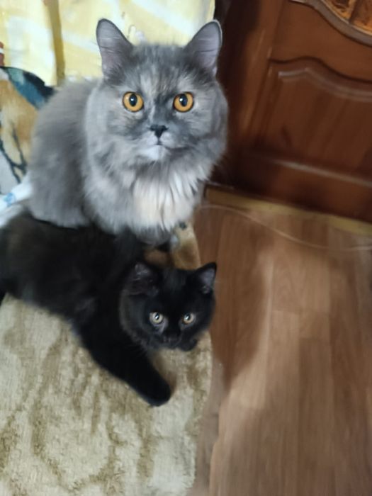 Котята  породы Перс экзот