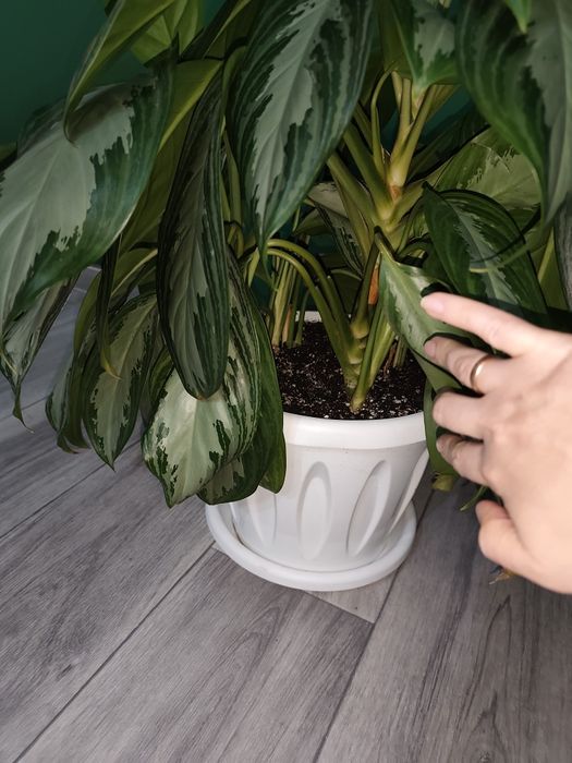 Пышная Аглаонема-крупномер