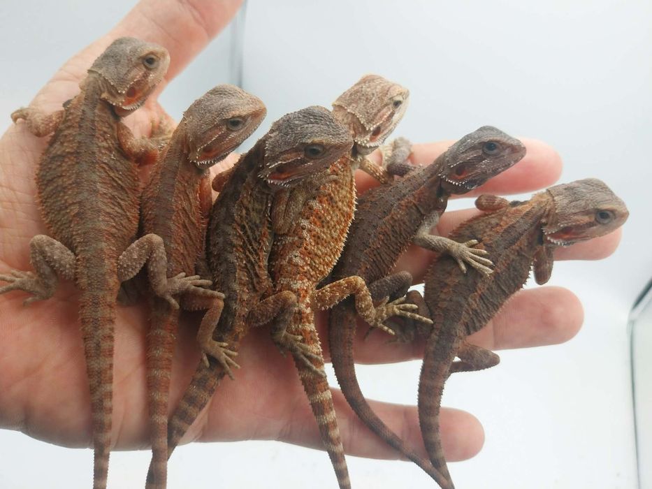 Червена Брадата Агама / Red Pogona vitticeps