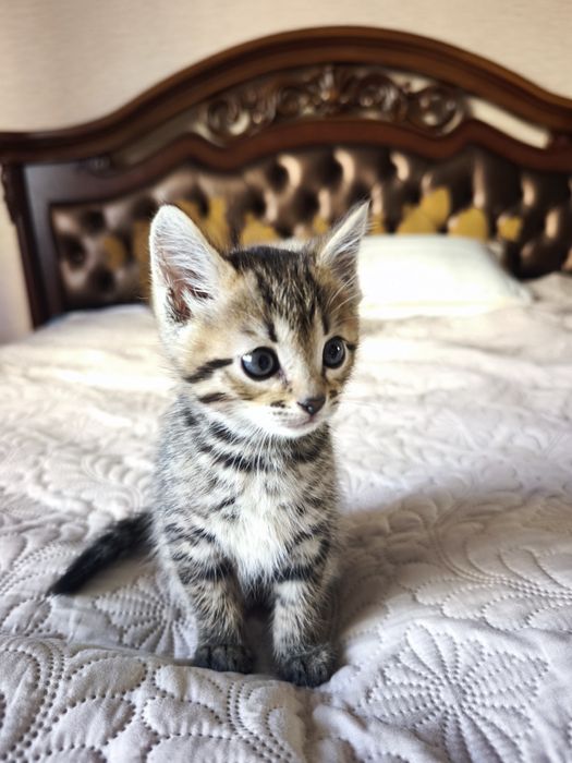 Котёнок девочка бесплатно