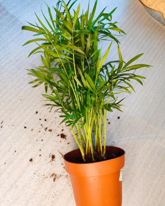 Комнатные растения в ассортименте