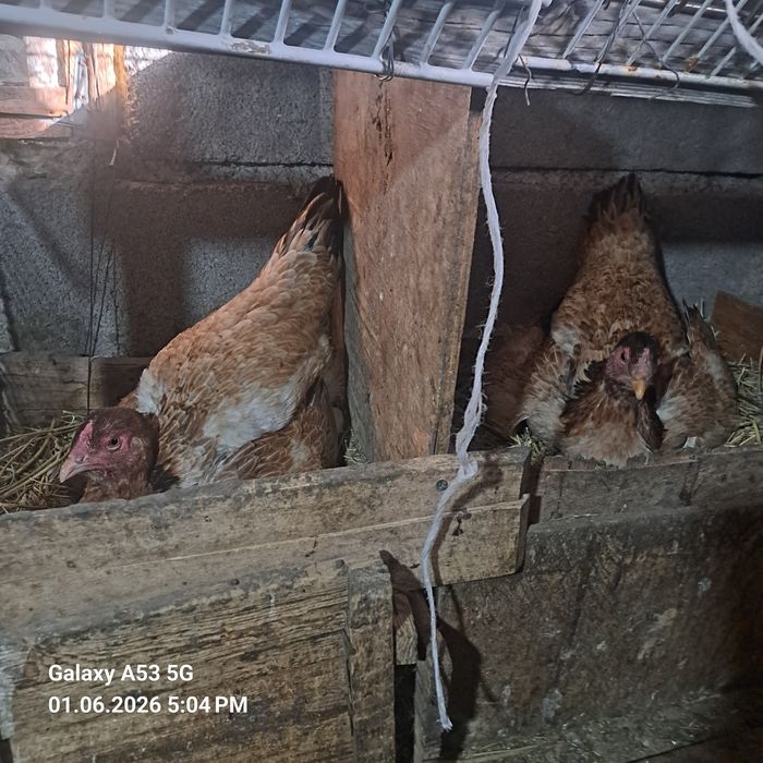Продам 2 квочки даканки