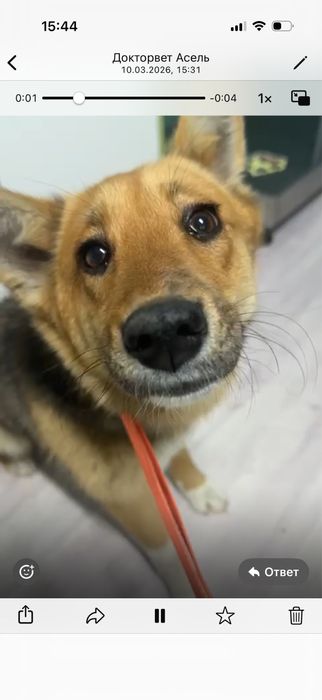 Отдам в хорошие руки Алматы