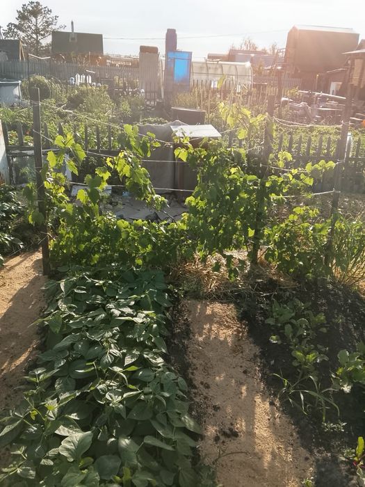 Продам дачу в Новопавловке