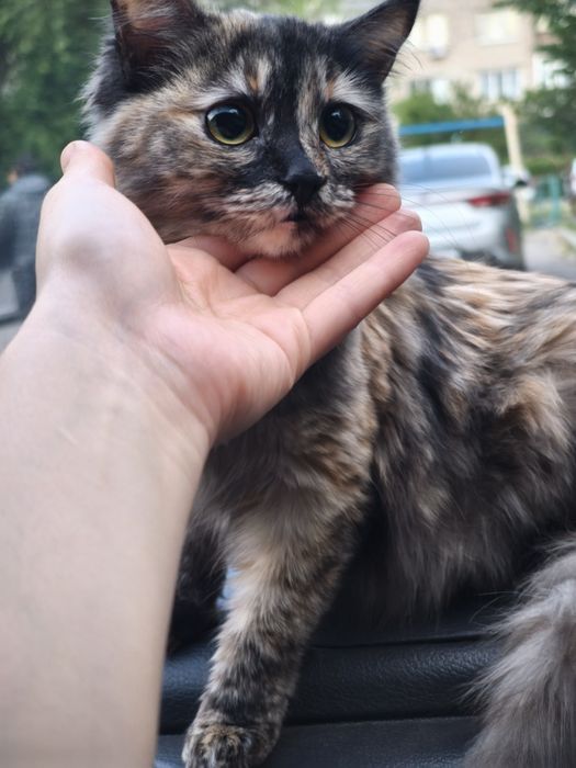 Отдам кошку в добрые руки