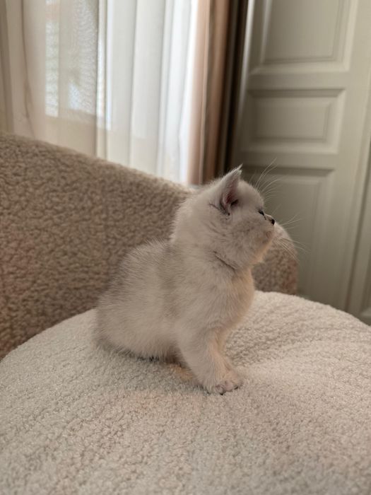 Puiut British Shorthair chinchilla silver