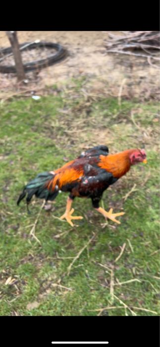 Дакан шымкент…….