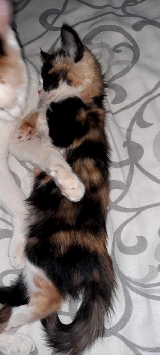 Отдам умных котят