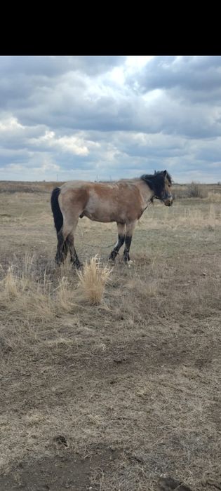 Жеребец рабочий.