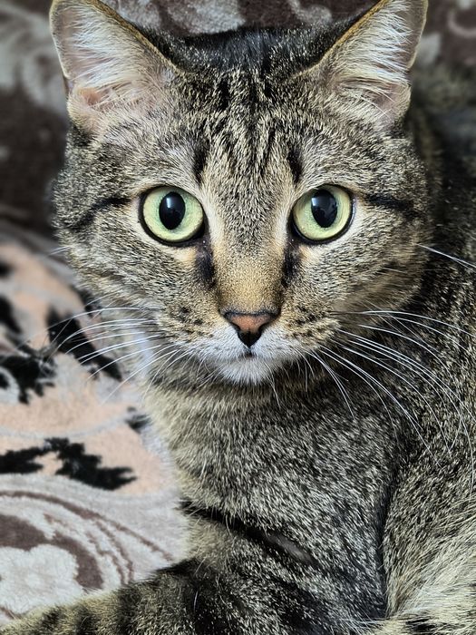 Шикарный кот ищет дом