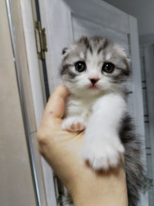 Котята, шотландцы вислоухие