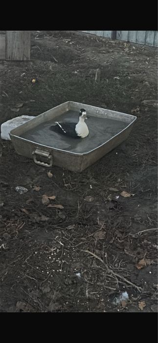 Vand rate pitice olandeze