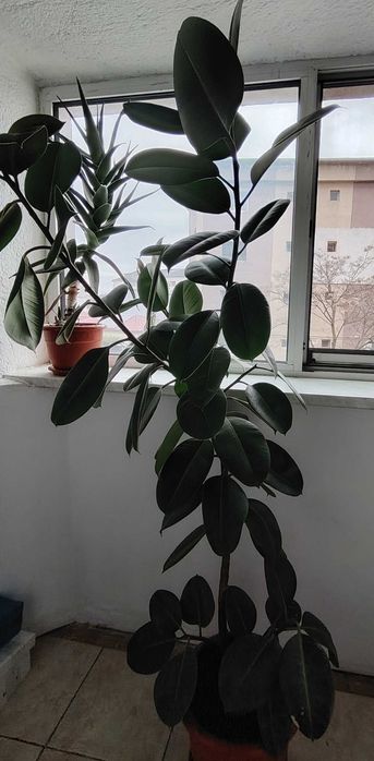Ficus de 5 ani, 1.75 m, viguros