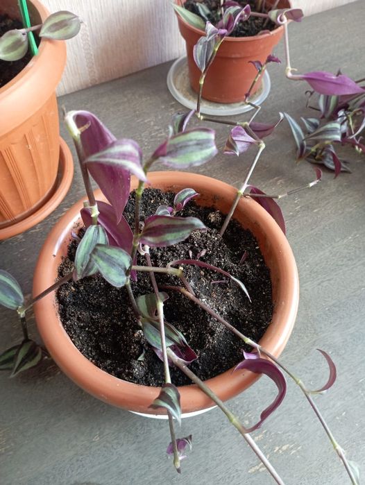 Продам традесканцию