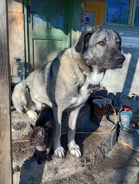 Female Kangal mix special care dog for adoption