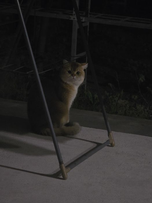 Вязка супер кот скоттиш страйт