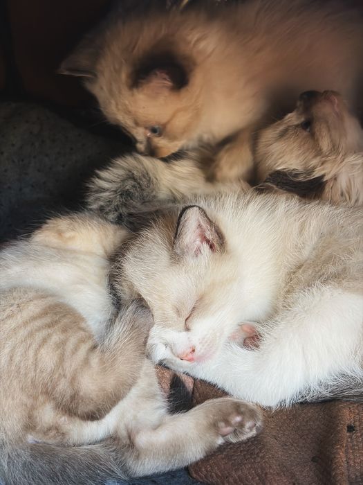 Отдадим котят в хорошие руки