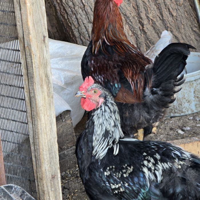 Продам молодых петушков кур брама и кохинхин.