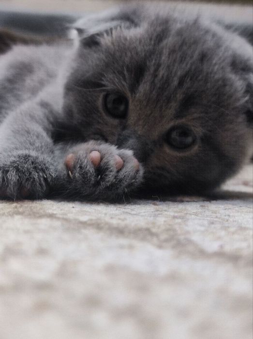 Котята чистокровный британский скоттиш фолд