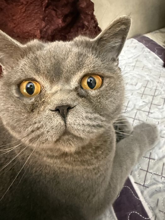 1 ёшда ранги серий