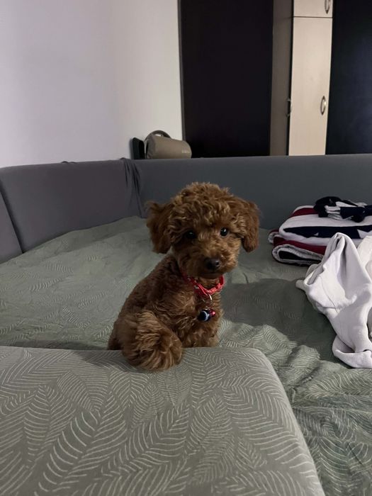 Гледане на домашни любимци