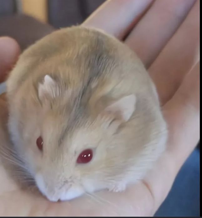 Хомячки маленькие