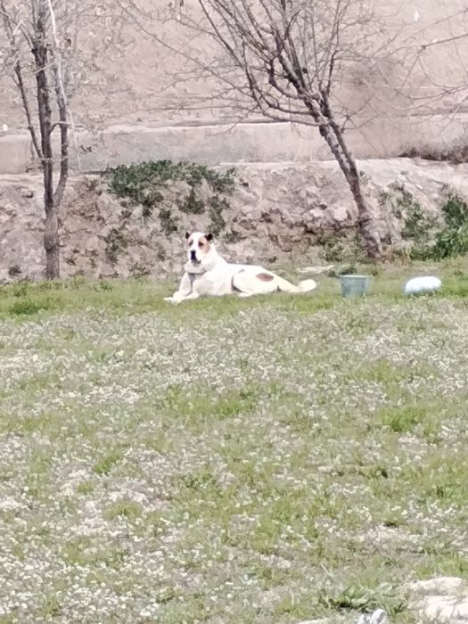 Alabay sotiladi katta narsa