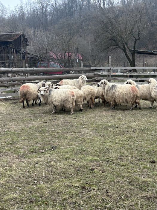 Vand oi turcane de munte