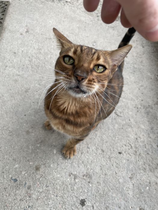 Бенгальский кот и домик