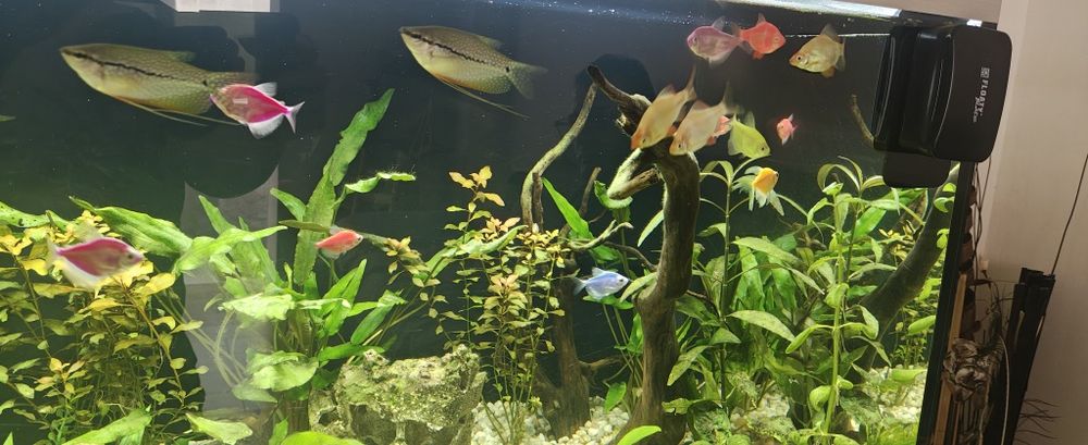 Vând acvariu complet echipat, Oase 300