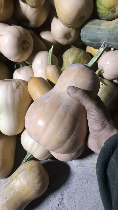 Продам мантную тыкву