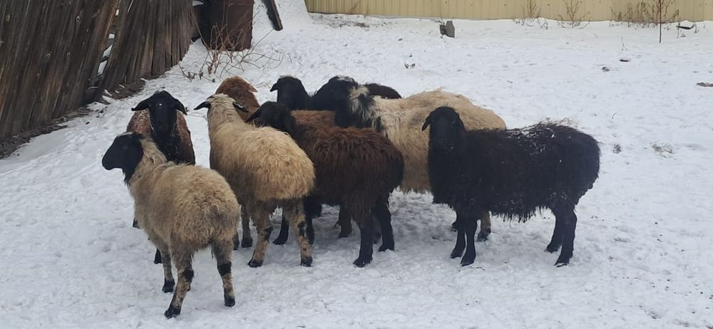 Қойлар сатылады, семіз