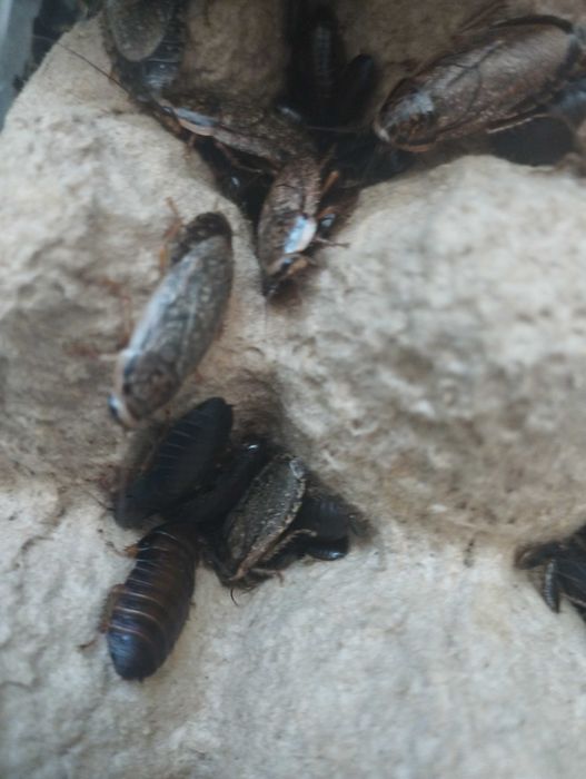 Мраморные тараканы .