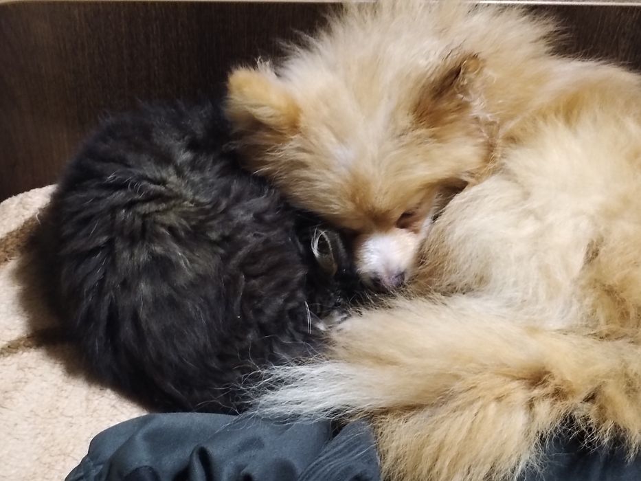 Передержка любимцев!