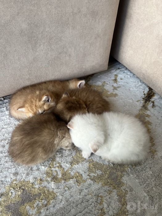 Продаются чистокровные Шиншилы котята и кошка