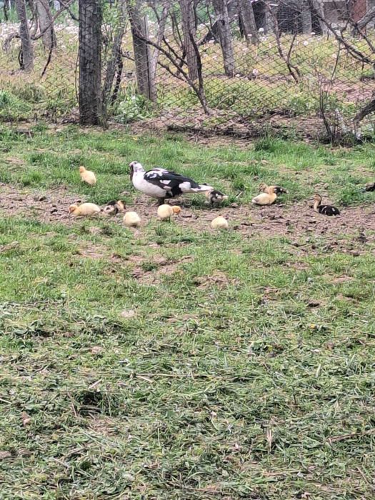 Rata cu puii după ia