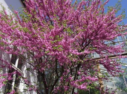 Cercis Canadensis (Arborele Iudei )