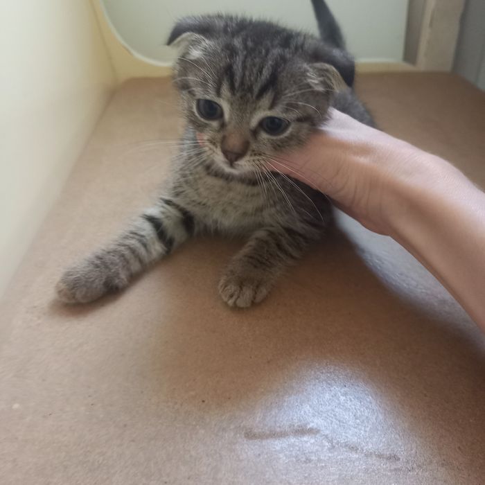 Вислоухие котята 1,5 месяц{ девочка}