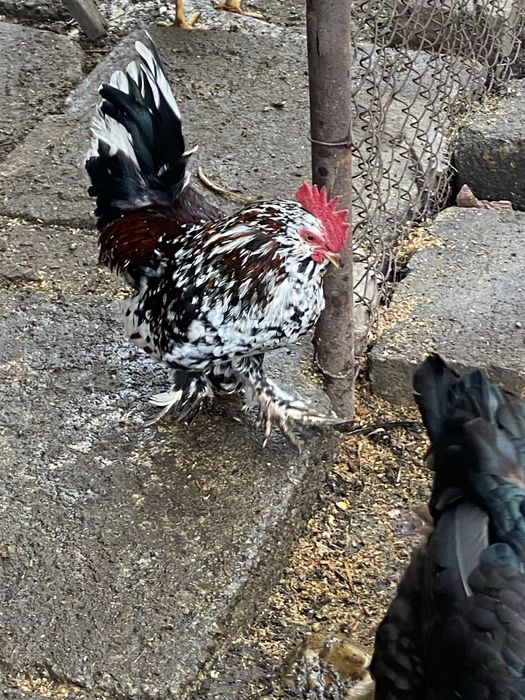 Vand cocosi liliputi