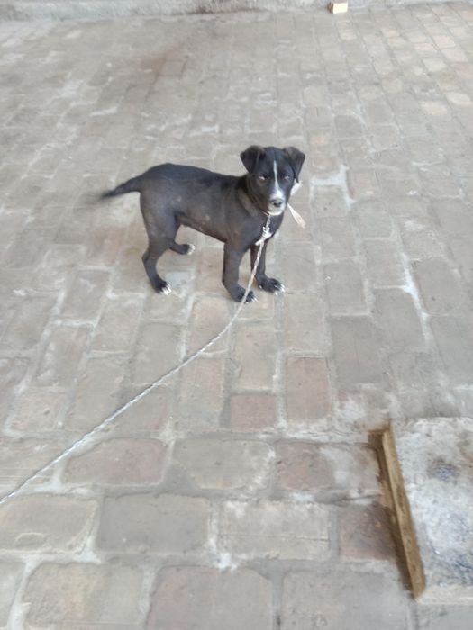 4 oylik it bolasi sotiladi