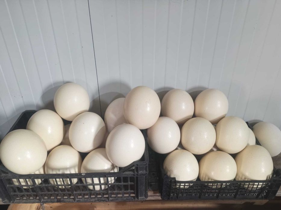 Oua strut golite de continut