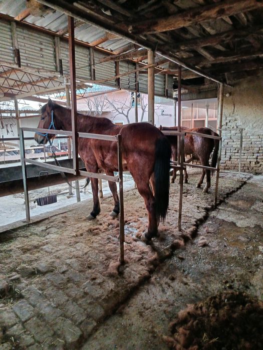 Moda baytal sotiladi